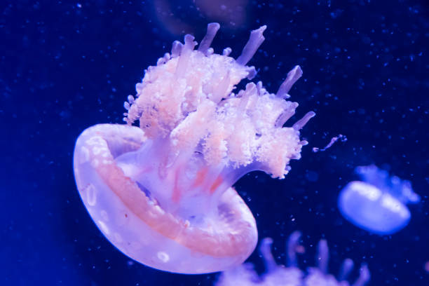 istock Jellyfish in the water 1219295789