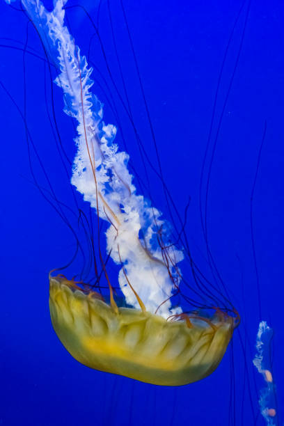 istock Jellyfish in the water 1219296885