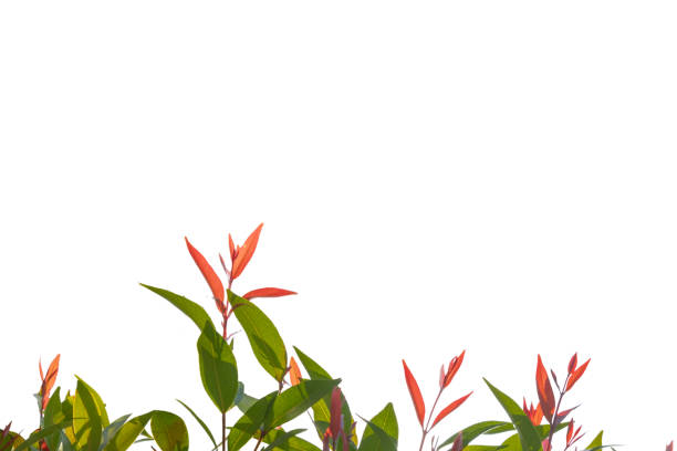 selective focus of Australian rose apple or Syzygium australe on blurred tree background with copy space