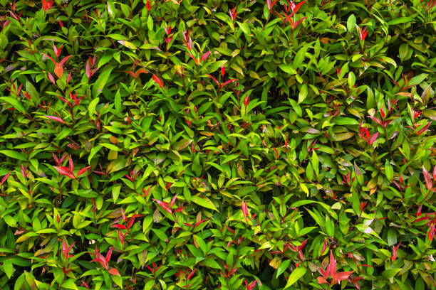 istock Australian rose apple or Syzygium australe 1219297056