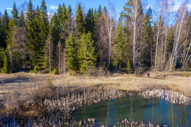 istock A small forest lake with last year's dry reed on a spring day. 1219297196