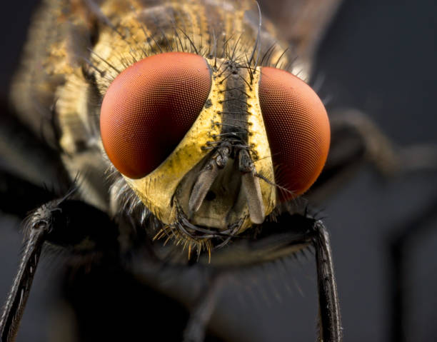 istock Macro Photograph Of A Fly 1219297213