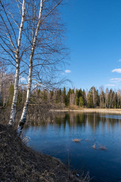un piccolo lago forestale che riflette un cielo blu con nuvole bianche. - 19644 foto e immagini stock