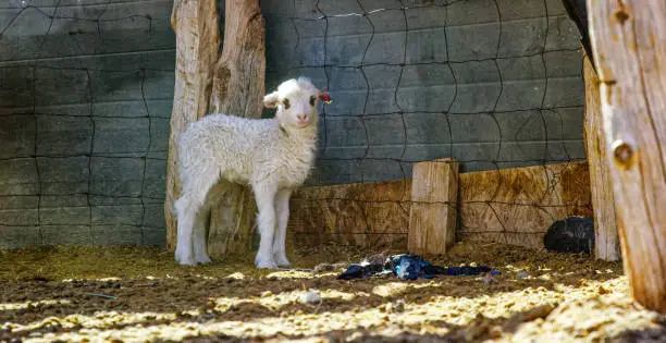 A Lamb Stands and Looks at Camera in a Fenced-In Pasture on a Sunny Day