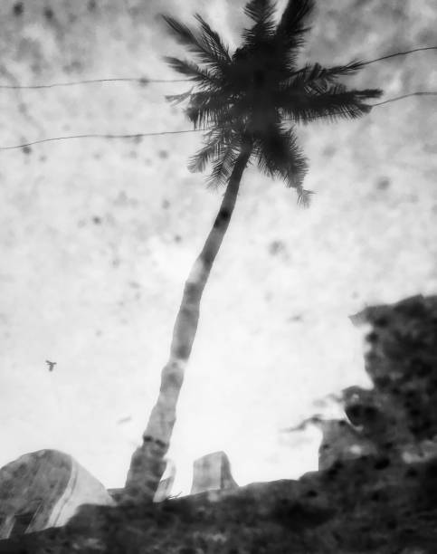 istock Beautiful view of coconut tree and birds flying scence 1219299422