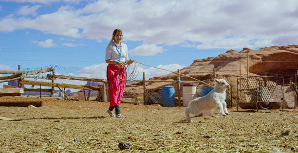 A Teenaged Native American Girl Wearing Traditional Navajo Clothing Ropes/Lassos a Lamb in a Fenced In Pasture in Monument Valley, Arizona/Utah on a Sunny Day A Teenaged Native American Girl Wearing Traditional Navajo Clothing Ropes/Lassos a Lamb in a Fenced In Pasture in Monument Valley, Arizona/Utah on a Sunny Day sheep flock stock pictures, royalty-free photos & images