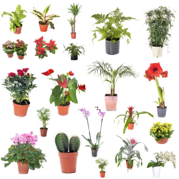 istock group of house plants 1219301750