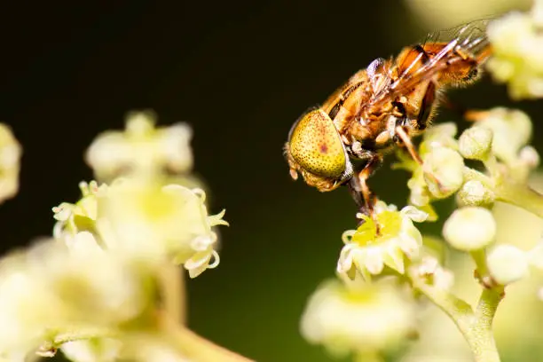 Golden Native Drone Fly also known as Eristalinus Punctulatus