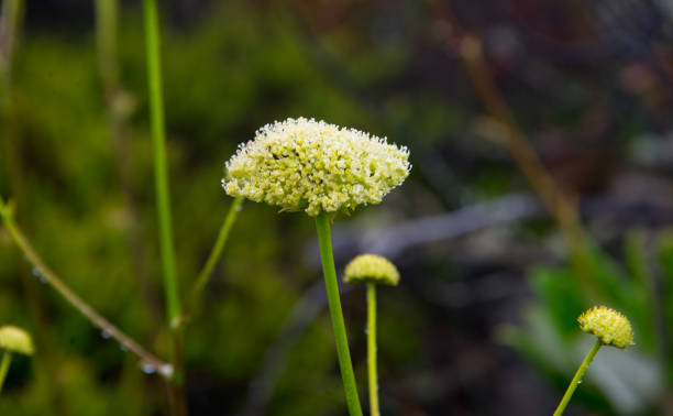 istock fynbos endemic cape flora at table mountain 1219305031