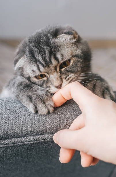 istock Funny scottish fold kitten playing with human finger. 1219306244