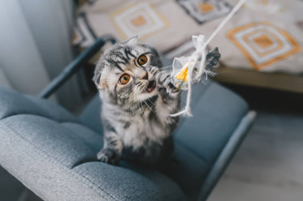 istock Nice kitten playing with mouse toy on chair. Top view 1219306302