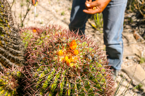 Close up macro shot of a cactus plant growing outdoors.