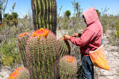 San Luis Potosi Highlands, Mexico, March 26  -- A farmer pick up Cabuches under a very hot sun in the San Luis Potosi desert in central Mexico. Cabuches are the buds of a cactus known as Red Biznaga found in the highlands of the San Luis Potosí region. In the months of March and April, when the desert is dressed in colors, the farmers make their two or three day trips to collect this natural product, used to make delicious dishes of the Mexican gastronomic tradition.