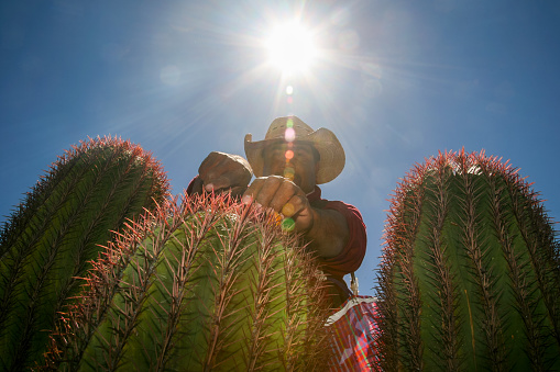 San Luis Potosi Highlands, Mexico, March 26  -- A Mexican farmer pick up Cabuches under a very hot sun in the San Luis Potosi desert in central Mexico. Cabuches are the buds of a cactus known as Red Biznaga found in the highlands of the San Luis Potosí region. In the months of March and April, when the desert is dressed in colors, the farmers make their two or three day trips to collect this natural product, used to make delicious dishes of the Mexican gastronomic tradition.