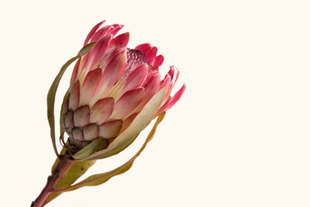 istock Close-up of a protea flower isolated on a white background 1219307796