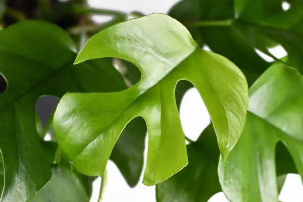 Single leaf of tropical 'Rhaphidophora Tetrasperma', a trendy house plant with small leaves with windows, also called 'Monstera Minima' Or 'Piccolo' isolated on white background