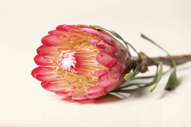 istock Close-up of a protea flower isolated on a white background 1219307967