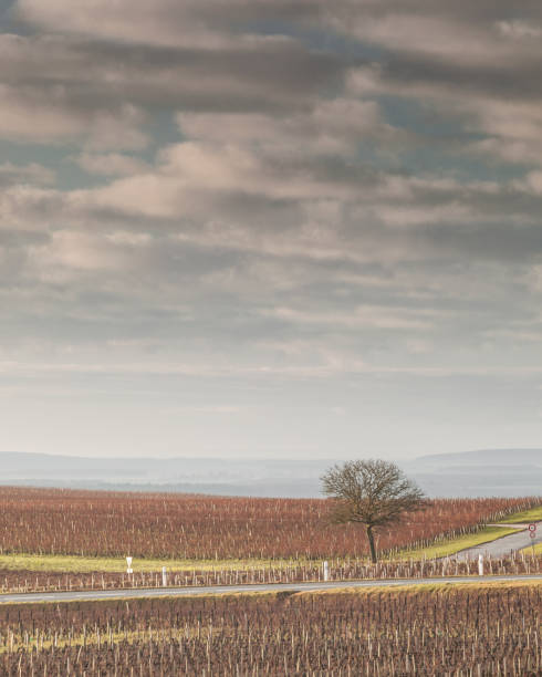 winnice sancerre we francji. - cher france village centre zdjęcia i obrazy z banku zdjęć