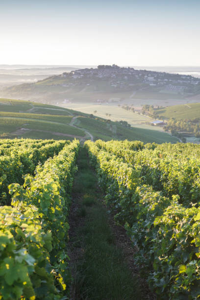 Vineyards surrounding the village of Sancerre, France. Known for its Sauvignon Blanc and Pinot Noir, the village and vineyards of Sancerre are found in central France. loire valley photos stock pictures, royalty-free photos & images