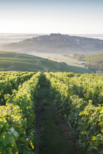 Known for its Sauvignon Blanc and Pinot Noir, the village and vineyards of Sancerre are found in central France.