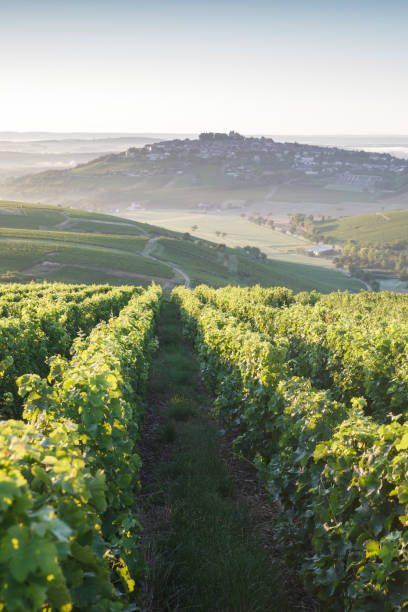 winnice otaczające wioskę sancerre we francji. - cher france village centre zdjęcia i obrazy z banku zdjęć