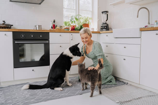 femme à l’intérieur dans sa cuisine à la maison avec le chat et le crabot d’animaux familiers - dog domestic cat pets women photos et images de collection