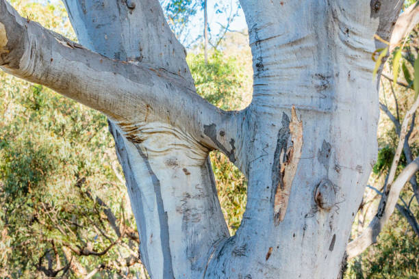 Scribbly Gum Eucalyptus with a fused branch Scribbly Gum Eucalyptus with a fused branch at Black Mountain, ACT, Australia on an autumn morning in April 2020 scribbly gum stock pictures, royalty-free photos & images