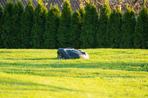 Green Home Garden in Spring. Robot Mower - Automatic Lawn Mower mowing fresh green grass in private home garden in front of american thuja hedges. Late afternoon light. close to sunset. Garden Home Automation Series - Robotic Mower