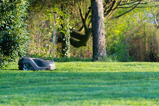 Natural Private Home Garden Meadow. Robotic Mower - Automatic Lawn Mower mowing grass between trees and hedges on natural green garden meadow. Warm Sunset Light. Home  Gardening Automation Series