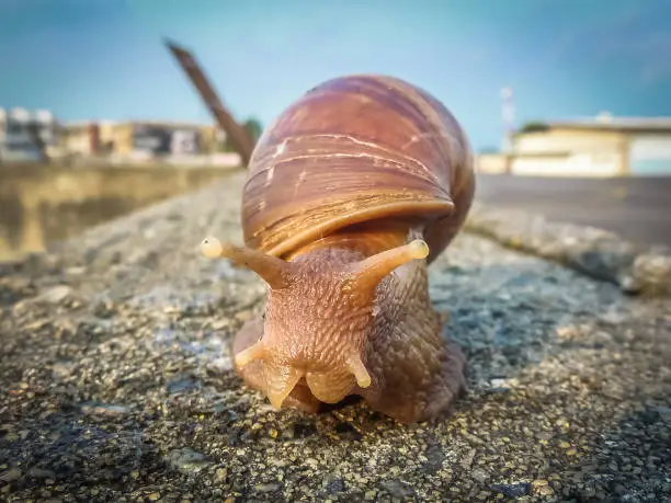 Photo of african giant snail