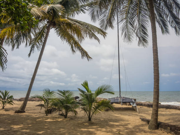 beach beach with wooden logs in the African town of Libreville in Gabon gabon stock pictures, royalty-free photos & images