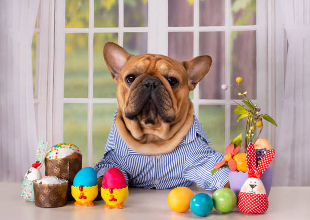 istock dog french bulldog sitting at the easter table during quarantine. 1219319156
