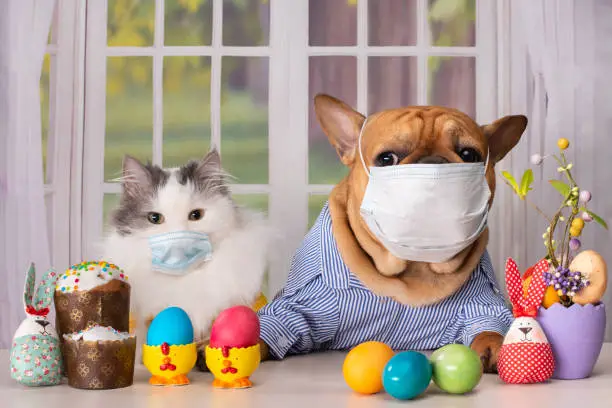white fluffy cat and dog french bulldog in a medical mask during quarantine are sitting alone at the easter table against the background of the window