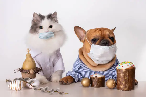 white fluffy cat and dog french bulldog sit in medical masks at the easter table during quarantine