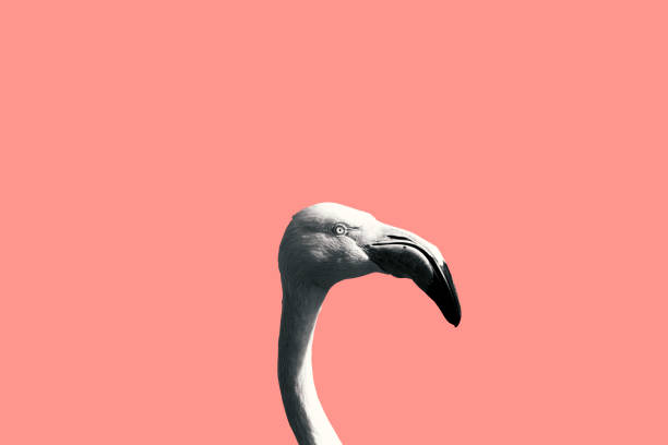 istock Black and White Flamingo on a Light Pink Background 1219319326