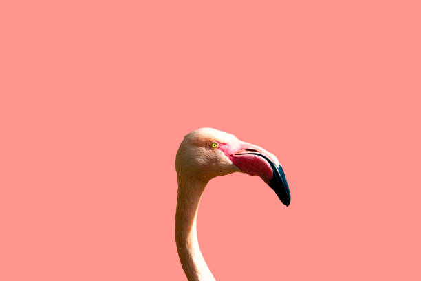 istock Pink flamingo on a light pink background 1219319332