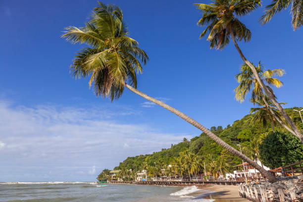 istock Praia da Pipa beach in Brazil 1219319594