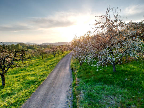 Blooming apple tree at sunset stock photo