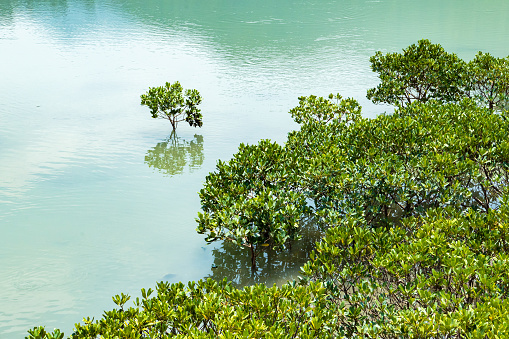 Mangroves in Tai O