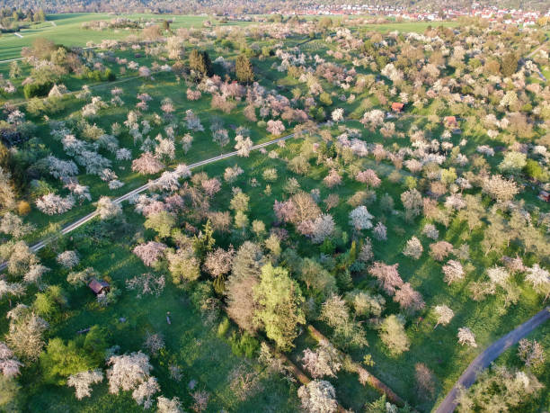 istock Aerial View of Orchard in Spring 1219322500