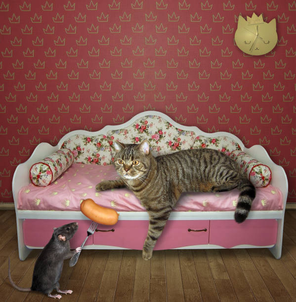 istock Rat treats cat on pink sofa 2 1219322750