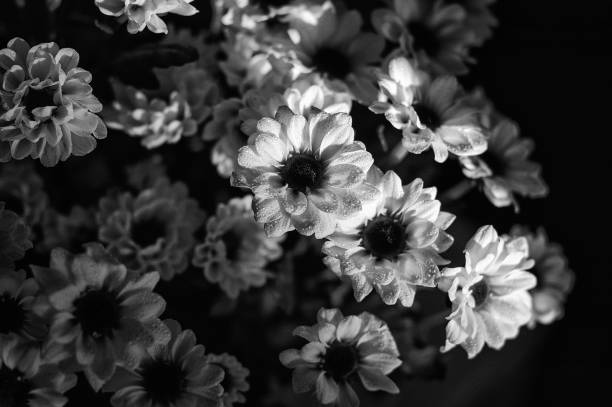 istock Chrysanthemums in black and white 1219323815