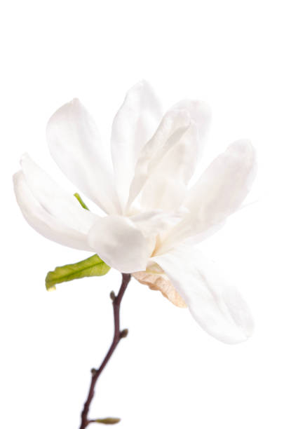 istock Beautiful delicate white magnolia with dew drops close up isolated on white background 1219323880