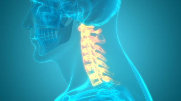 3D Illustration Concept of Vertebral Column Cervical Vertebrae of Human Skeleton System Anatomy