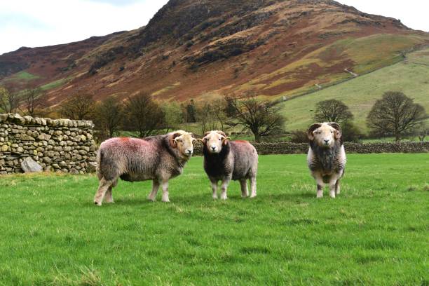 istock Field of Herdwick rams 1219324959
