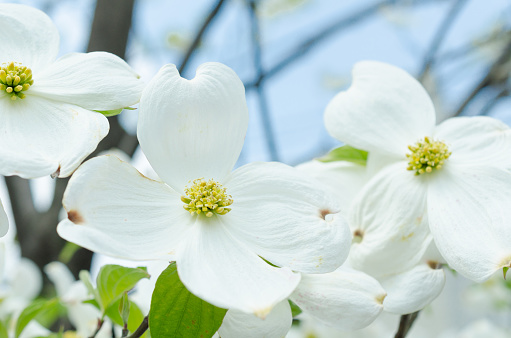 Madera blanca flowering en Bloom photo