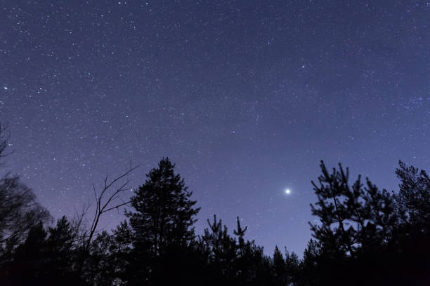 istock night starry sky above forest silfouette, night forest scene 1219326148