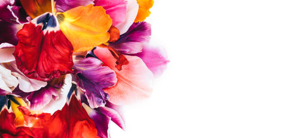 Colorful tulip flowers.