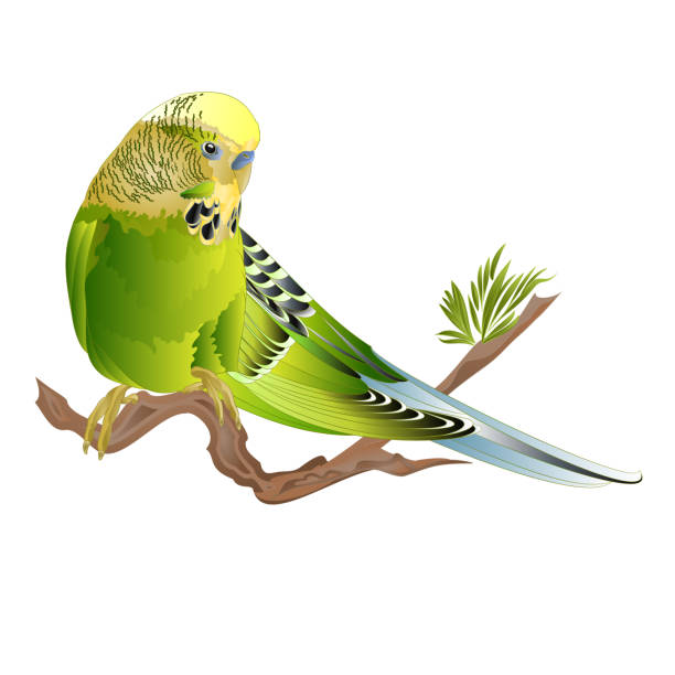 Budgerigar, green pet parakeet or budgie or shell parakeet home pet on a branch on a white background watercolor vintage vector illustration editable Budgerigar, green pet parakeet or budgie or shell parakeet home pet on a branch on a white background watercolor vintage vector illustration editable hand draw blue budgies cartoons stock illustrations