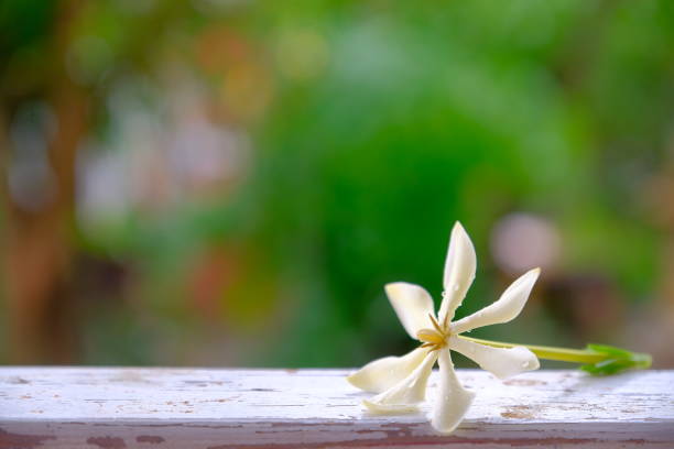 istock white flower on wooden background 1219327631